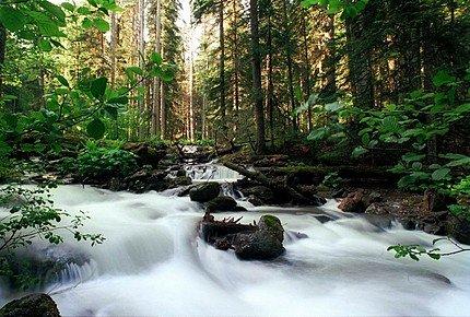 Доклад: Кавказский заповедник